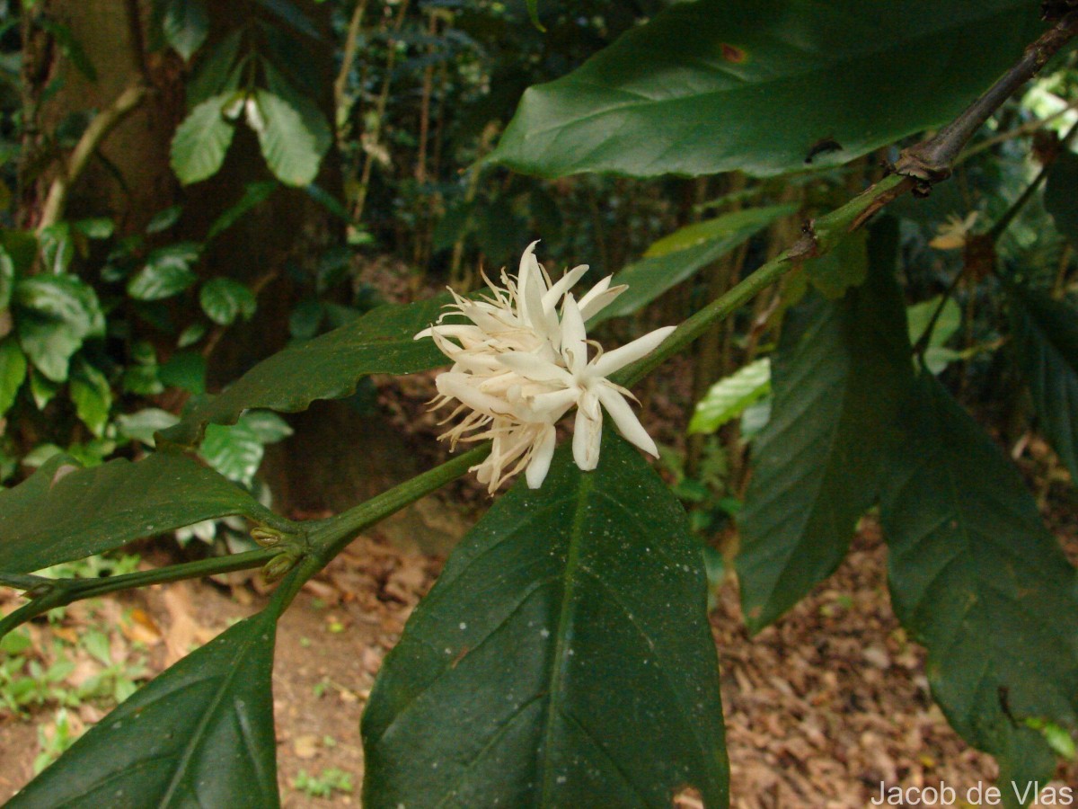 Coffea arabica L.